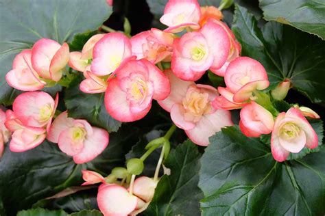 Creating a mystical atmosphere with Shadow Magic Begonias
